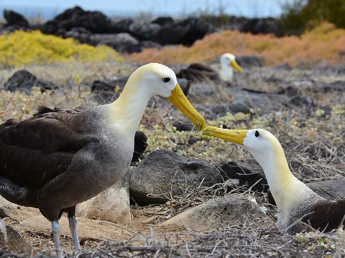 Гнездовье волнистых альбатросов